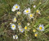 Erigeron annuus. Цветущие и плодоносящие соцветия. Тверская обл., г. Весьегонск, территория Леспромхоза, луговина. 21 сентября 2017 г.