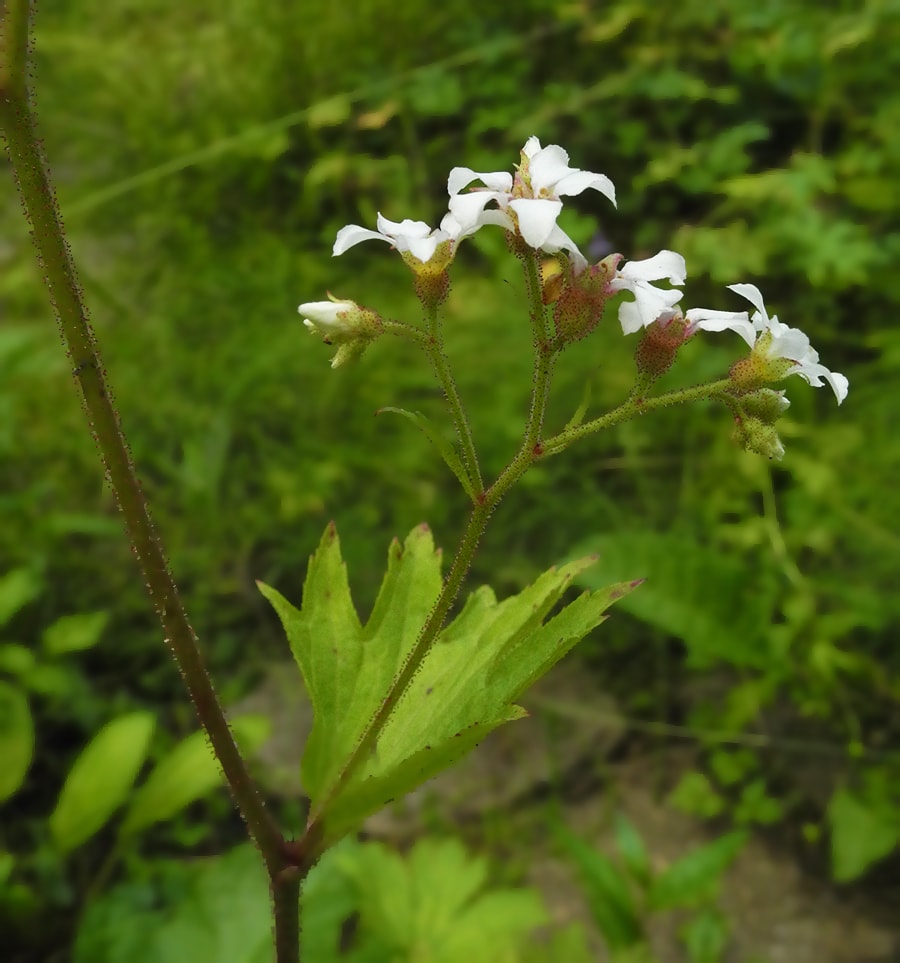 Image of Boykinia aconitifolia specimen.