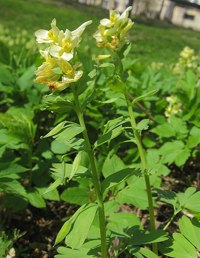 Image of Corydalis bracteata specimen.