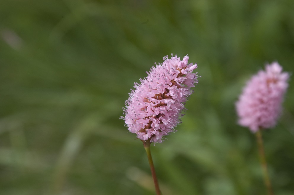 Изображение особи Bistorta carnea.