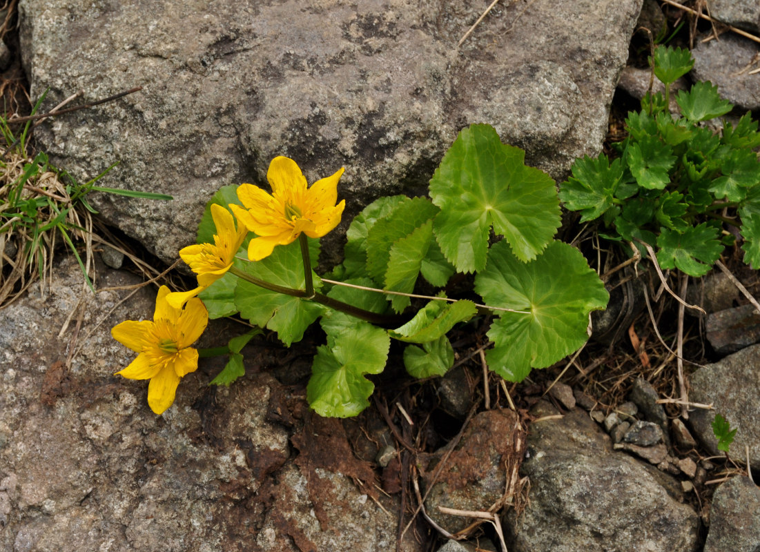 Image of Caltha polypetala specimen.