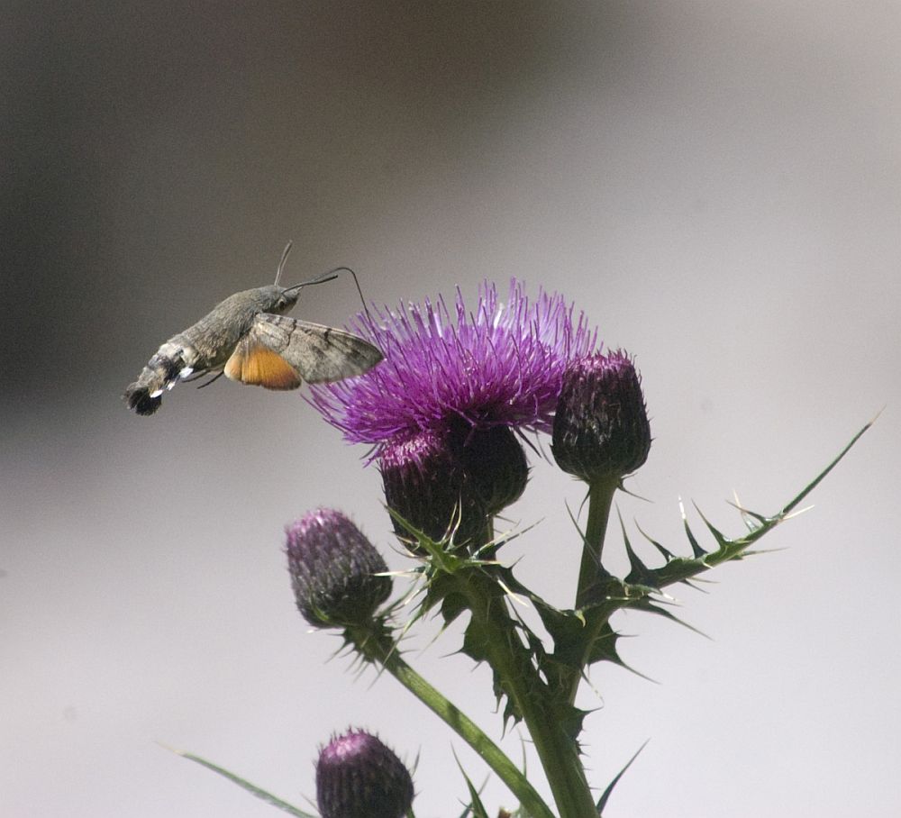 Image of Cirsium uliginosum specimen.