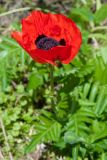 View full-size image Papaver orientale