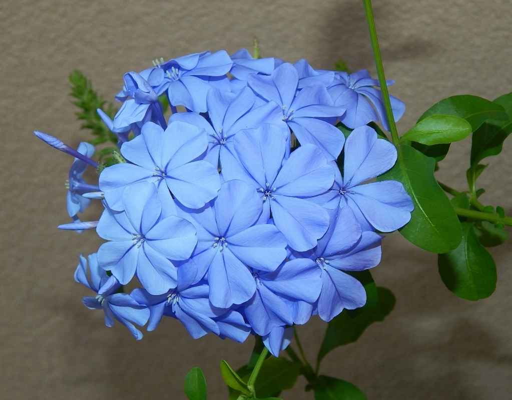 Изображение особи Plumbago auriculata.