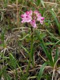 Pedicularis interioroides. Верхушка цветущего растения. Магаданская обл., окр. г. Магадан, п-ов Старицкого, кустарничково-осоково-моховая тундра. 07.07.2018.