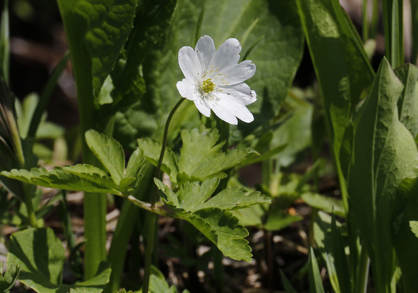 Image of Anemone altaica specimen.