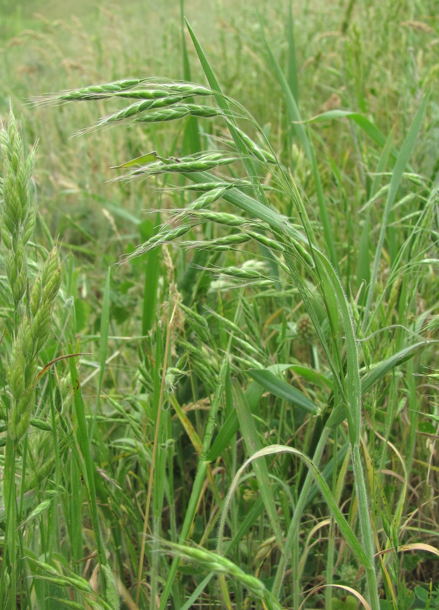 Image of genus Bromus specimen.