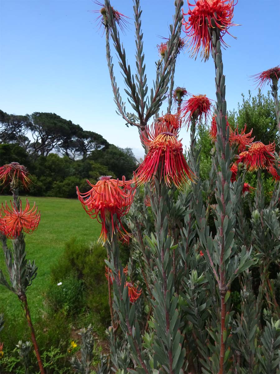 Image of Leucospermum reflexum specimen.