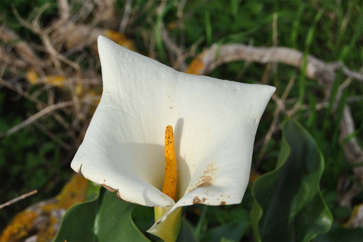 Изображение особи Zantedeschia aethiopica.