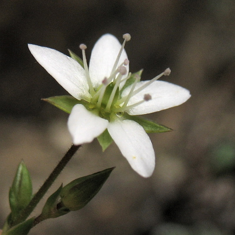 Изображение особи Minuartia pauciflora.
