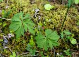 Trollius riederianus