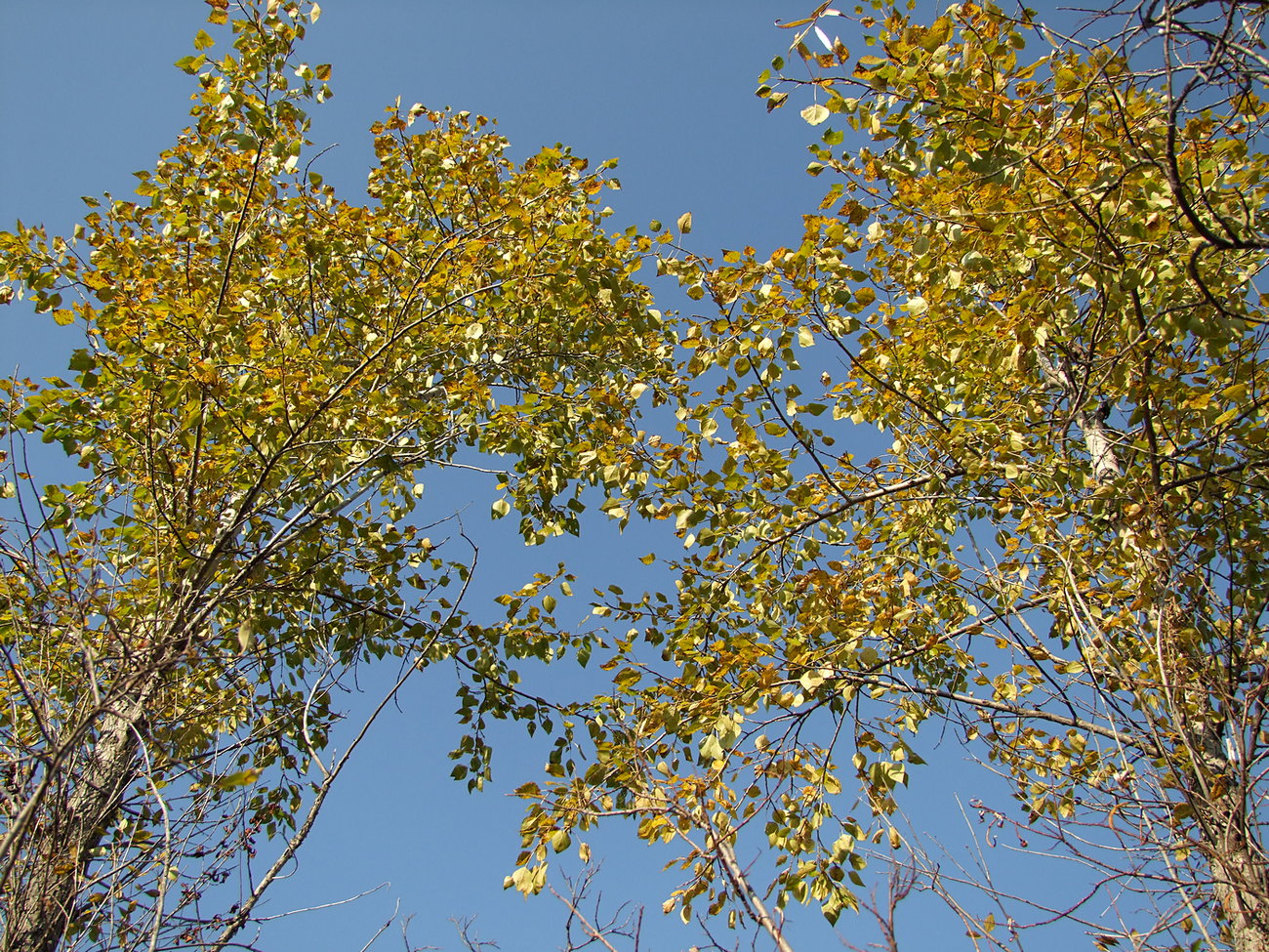 Изображение особи Populus laurifolia.