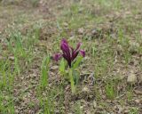 Смотреть изображение Iridodictyum kopetdaghense