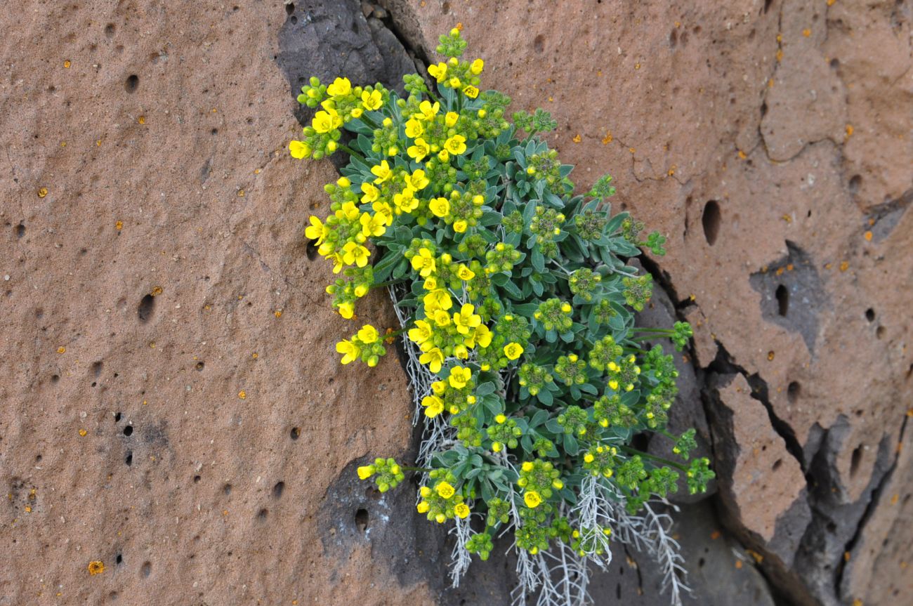 Image of Draba rosularis specimen.