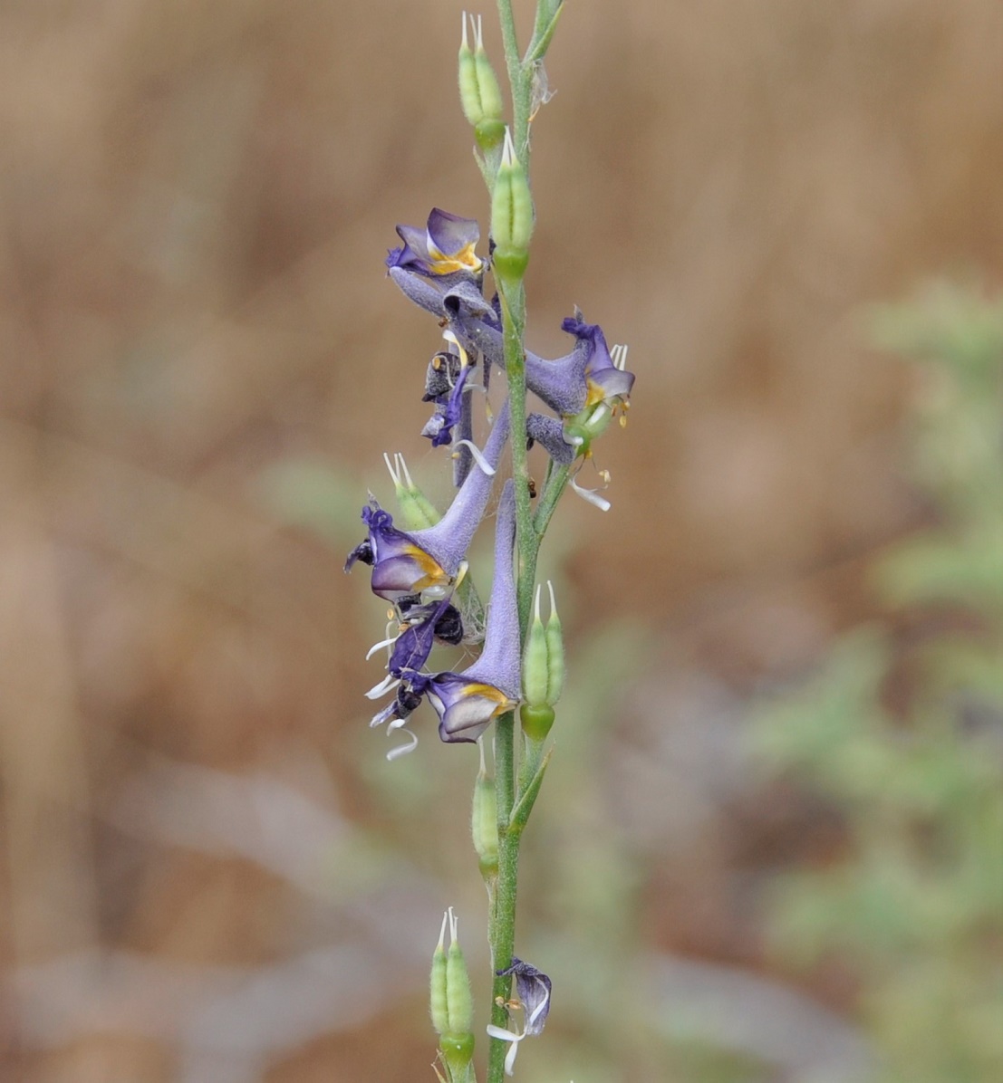 Image of Delphinium peregrinum specimen.