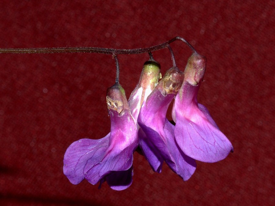 Image of Lathyrus pilosus specimen.