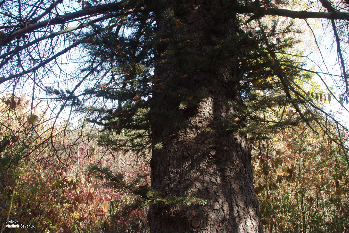 Image of genus Picea specimen.