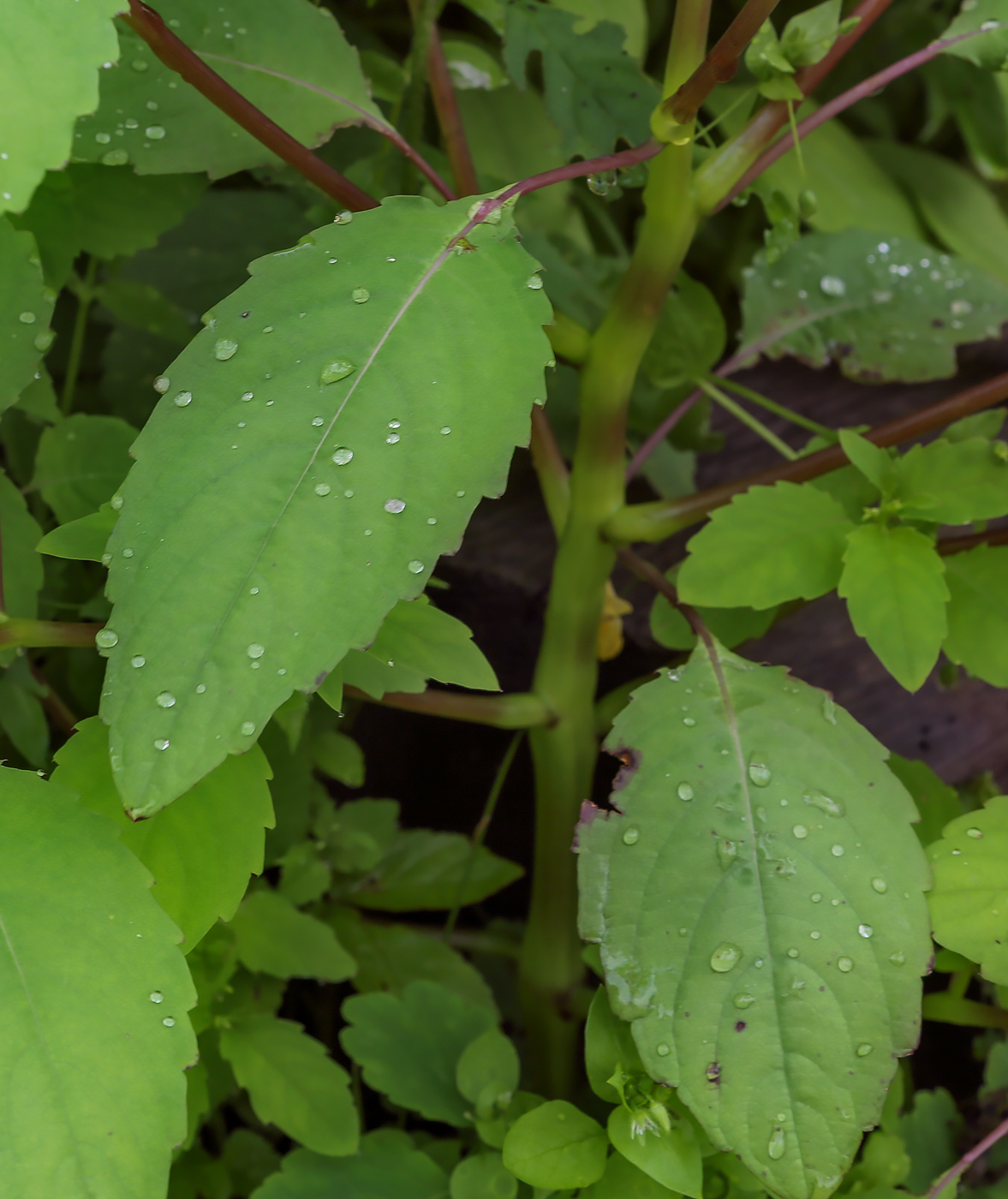 Image of Impatiens noli-tangere specimen.