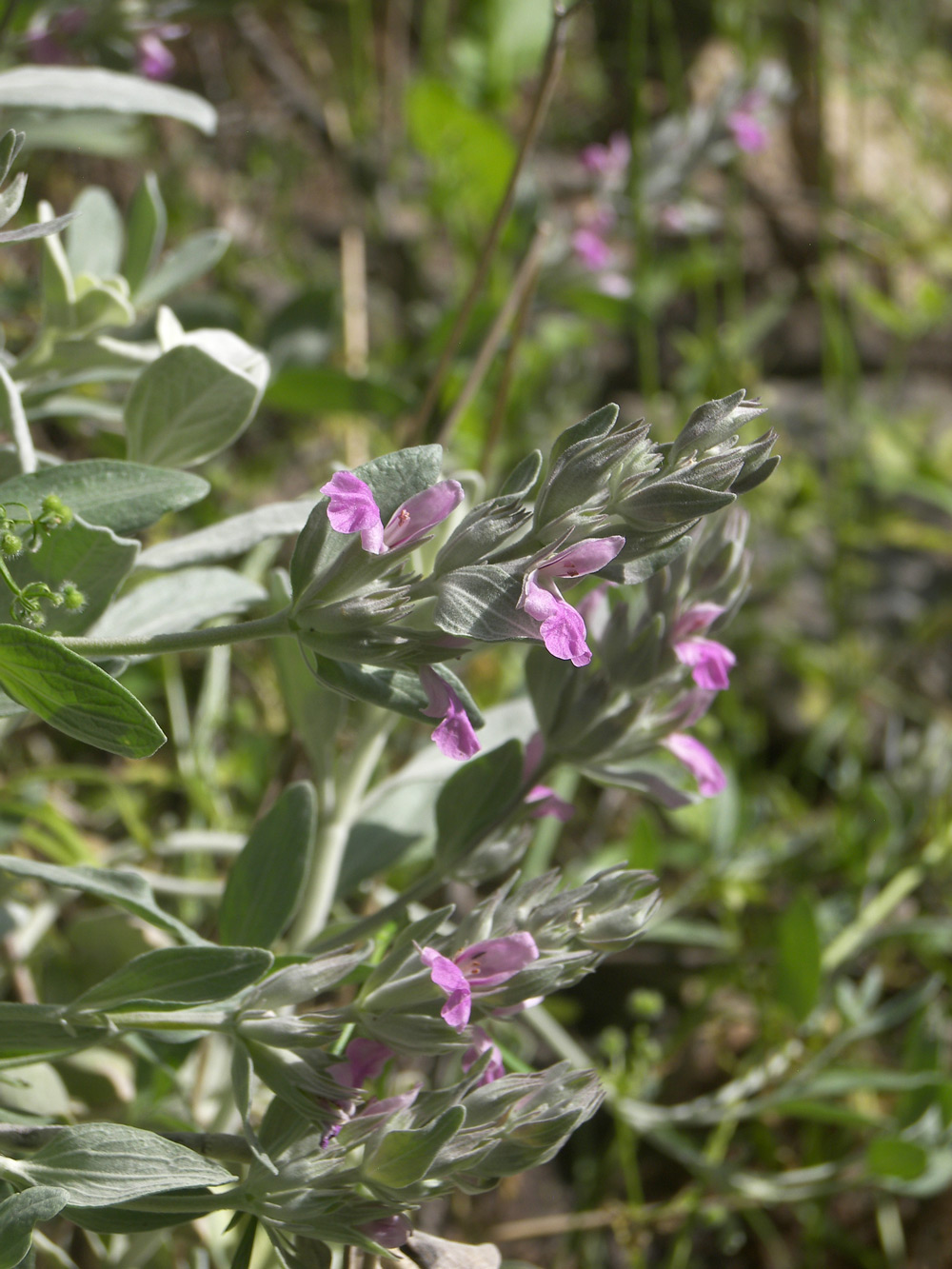 Image of Stachys stschegleewii specimen.