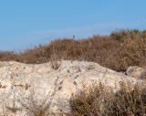 Micromeria fruticosa. Цветущие растения. Израиль, Нижняя Галилея, г. Верхний Назарет, выположеная вершина горы, выс. ок. 480 м н. у. м. 27.11.2019.
