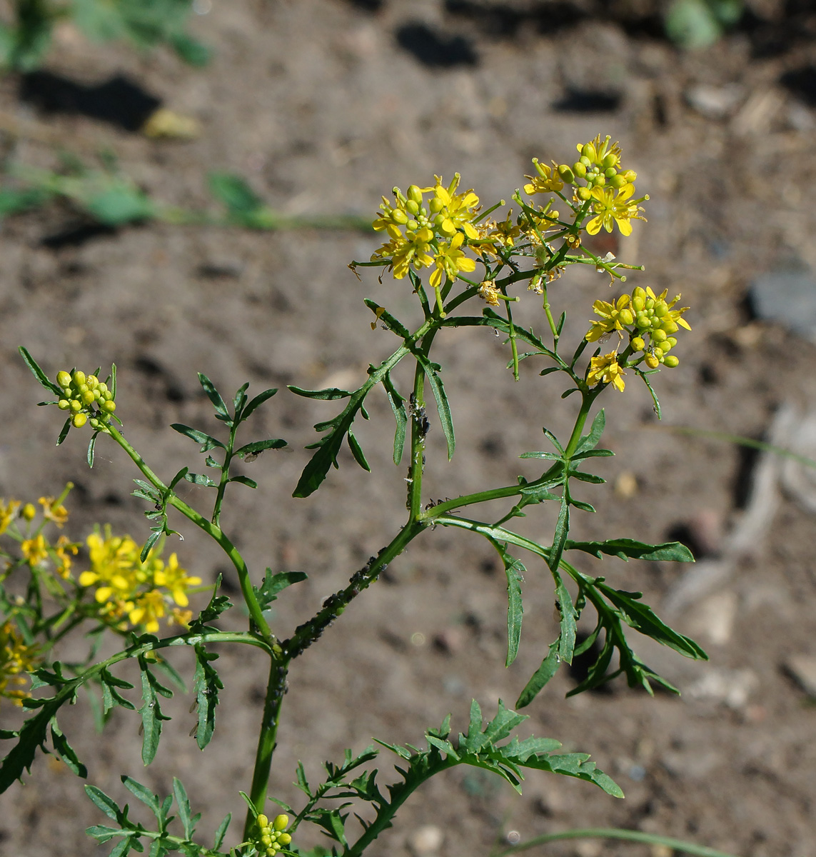 Image of Rorippa sylvestris specimen.