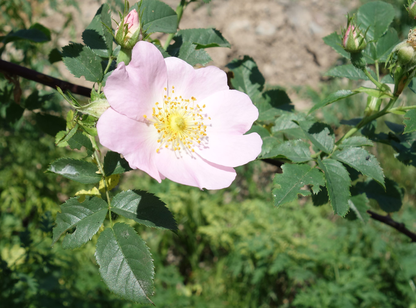 Изображение особи Rosa canina.