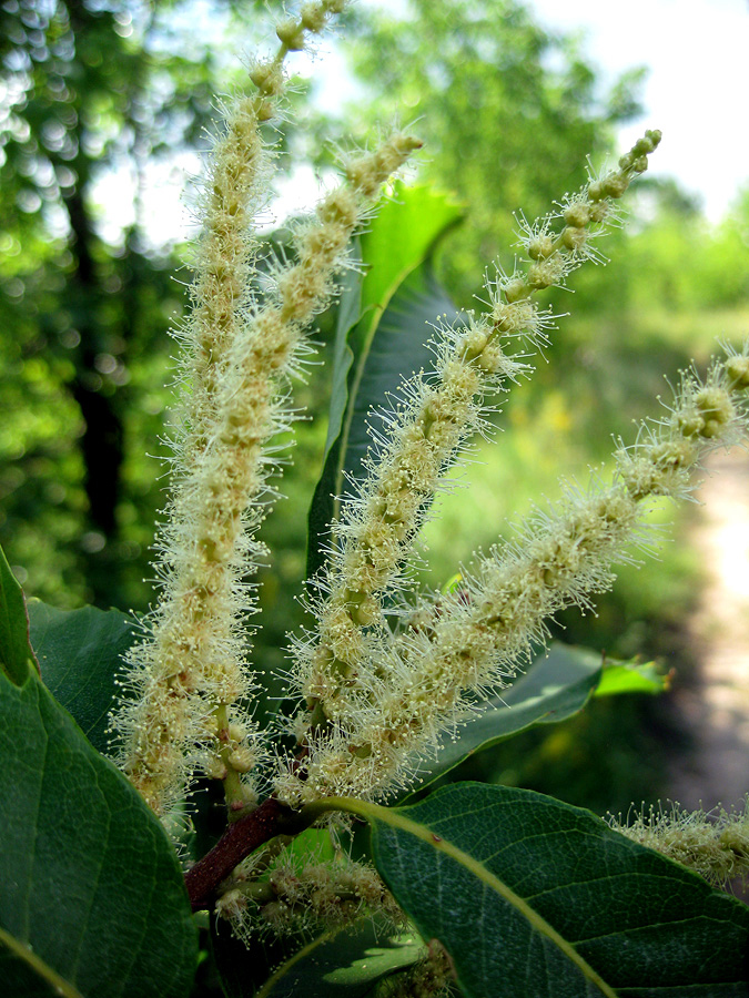 Image of Castanea sativa specimen.