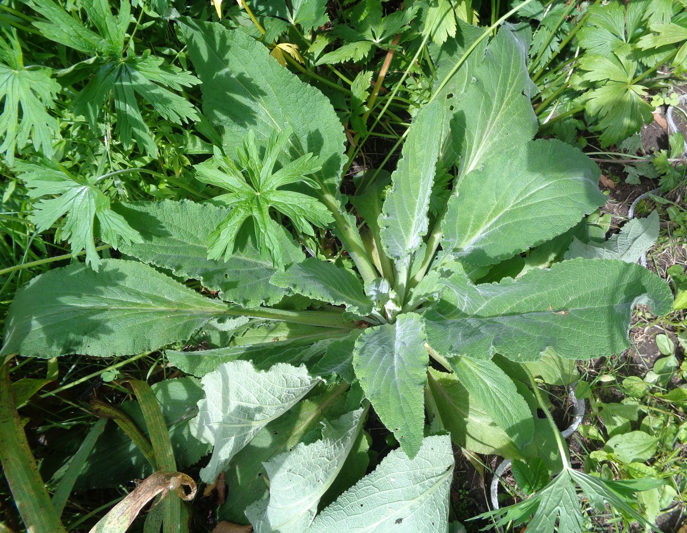 Image of Digitalis purpurea specimen.