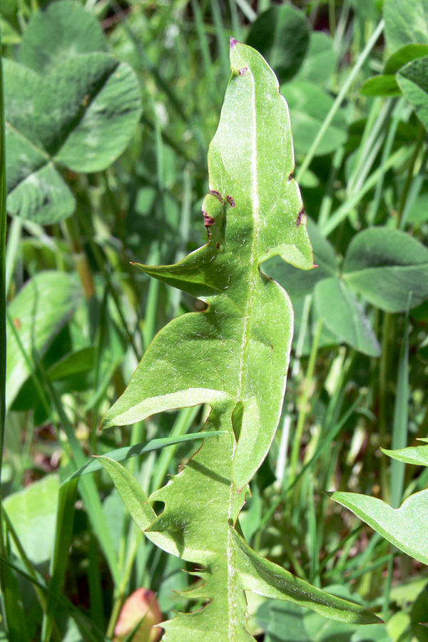 Image of Taraxacum officinale specimen.