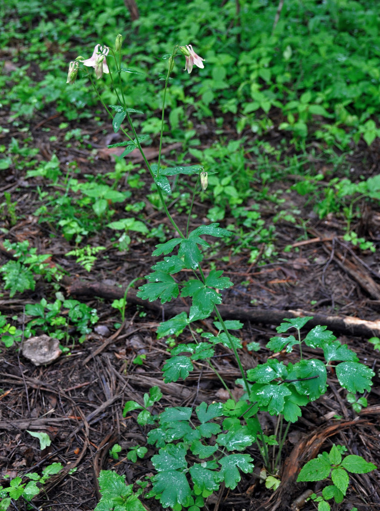 Image of Aquilegia vulgaris specimen.