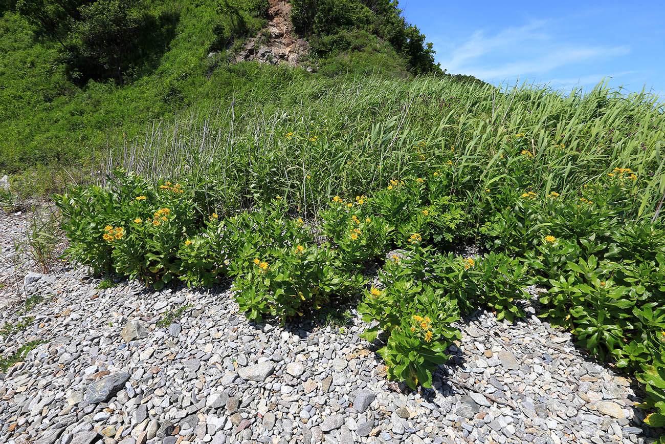 Image of Senecio pseudoarnica specimen.