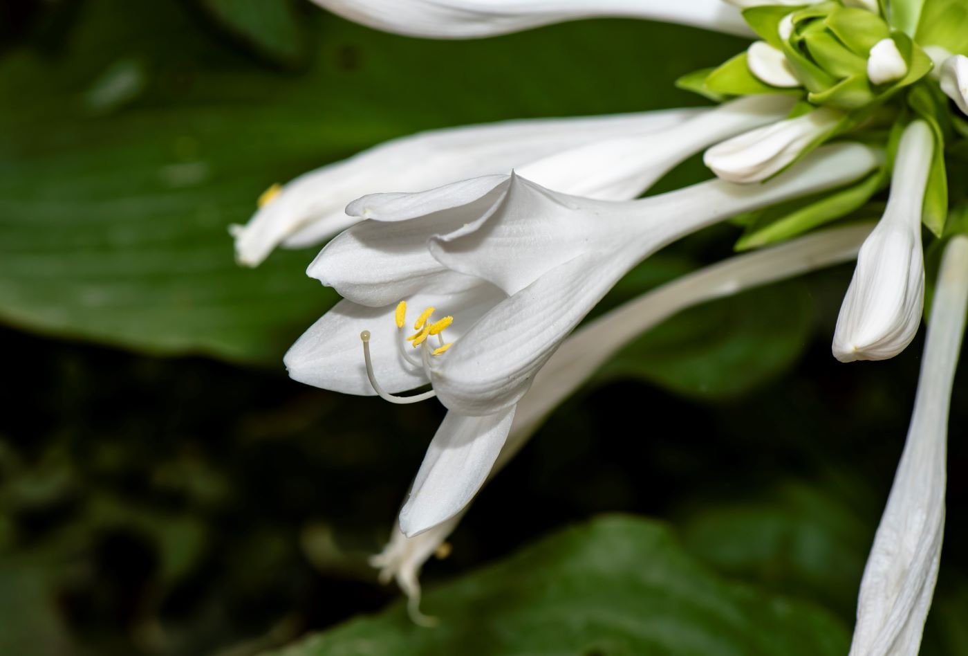 Изображение особи Hosta plantaginea.