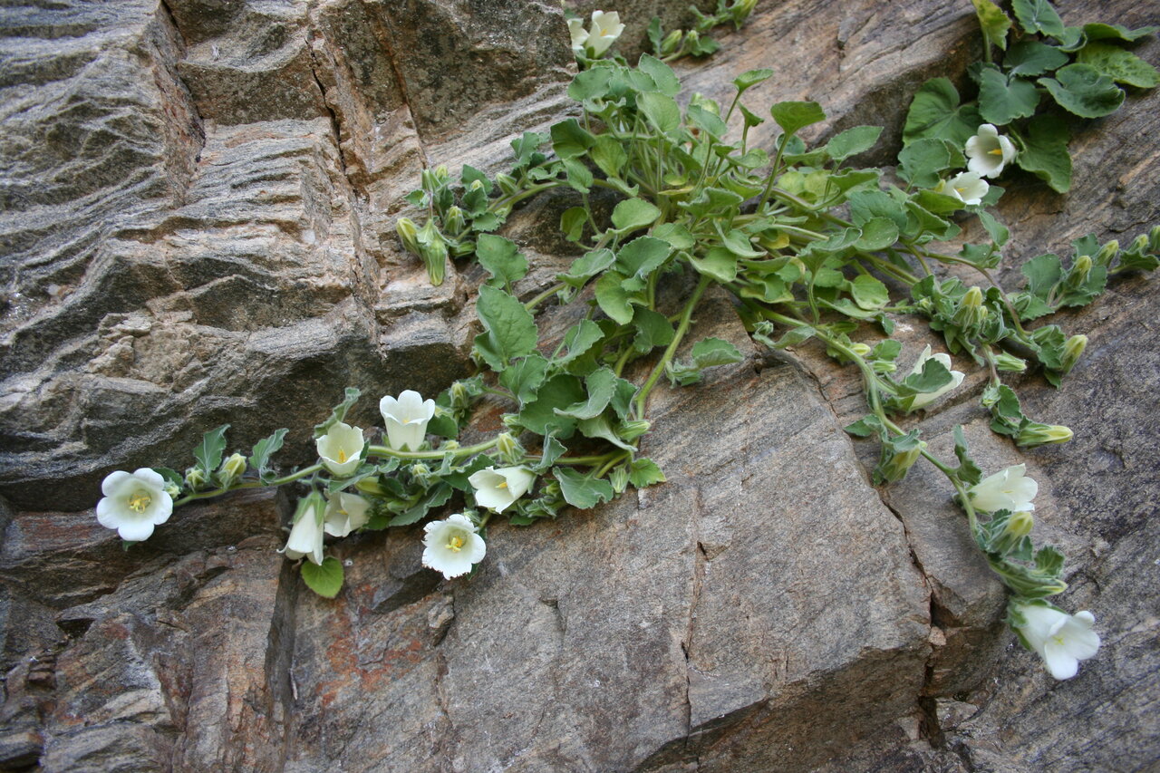 Image of Campanula lanata specimen.