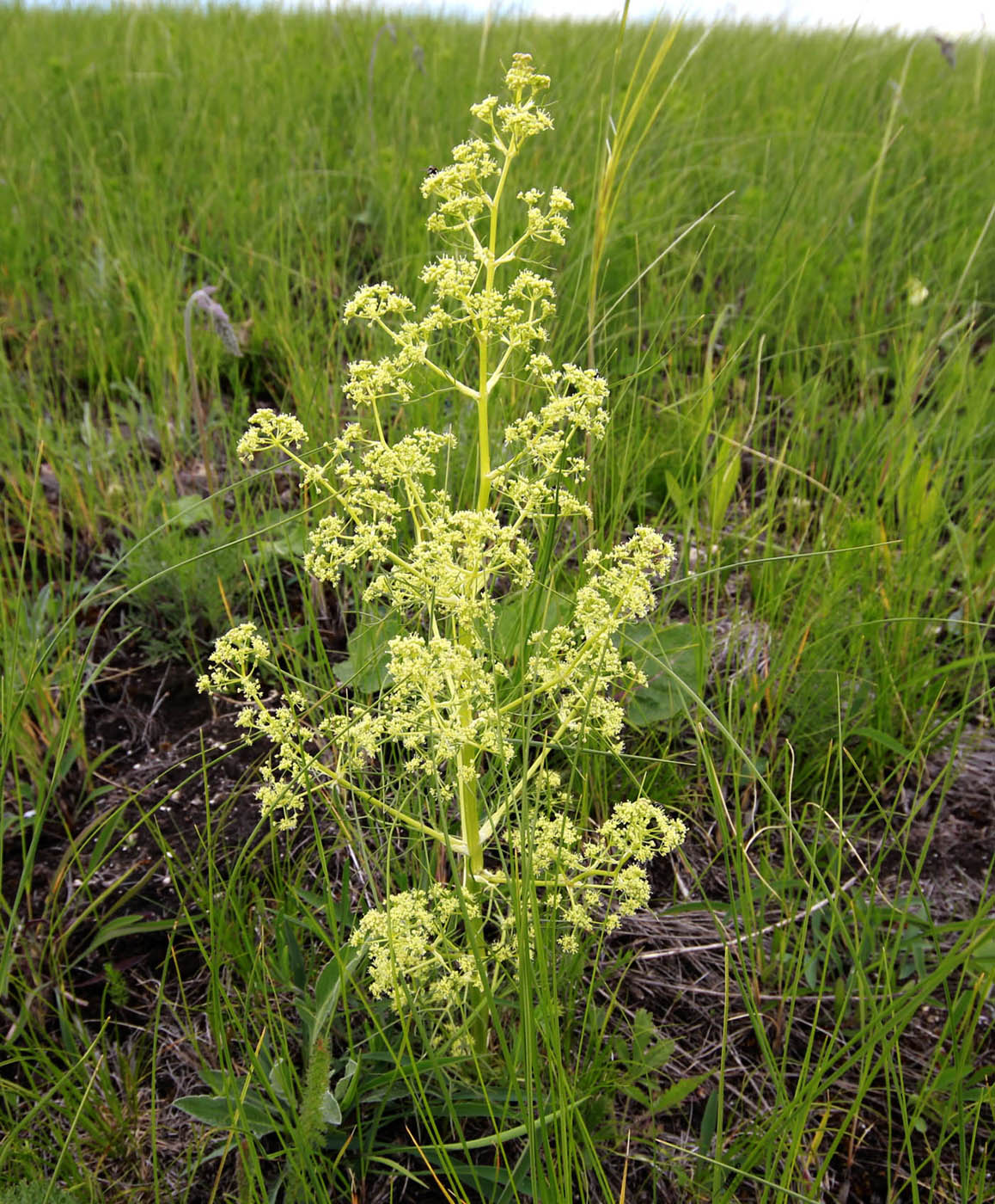 Image of Trinia multicaulis specimen.