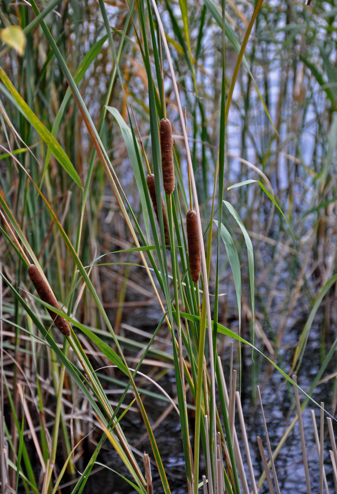 Изображение особи Typha angustifolia.