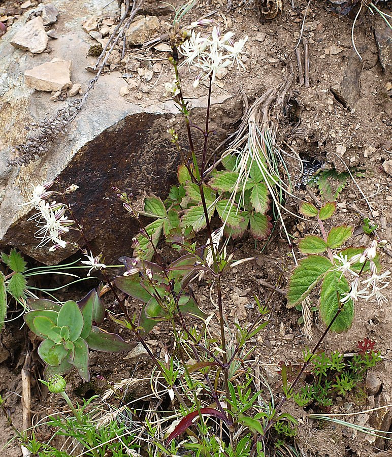 Image of Silene foliosa specimen.