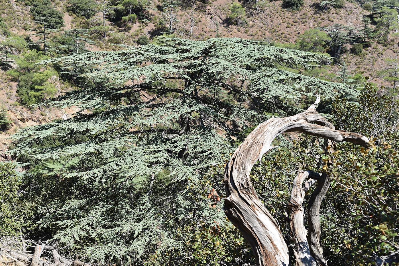 Изображение особи Cedrus libani ssp. brevifolia.