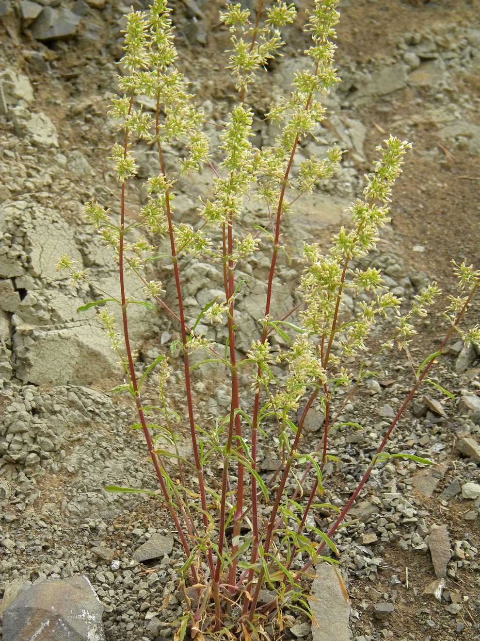 Image of Silene polaris specimen.