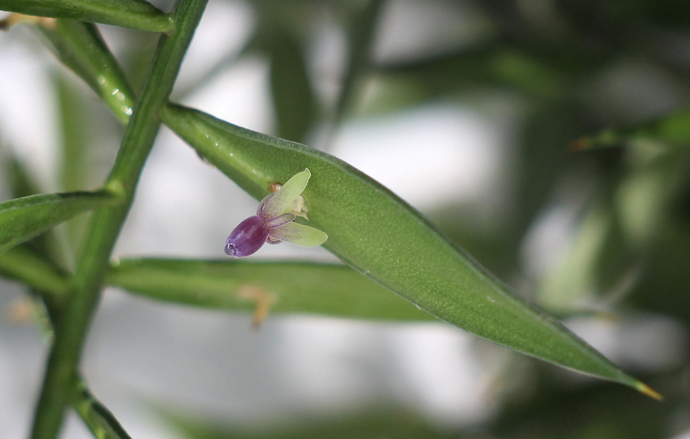 Image of Ruscus aculeatus specimen.