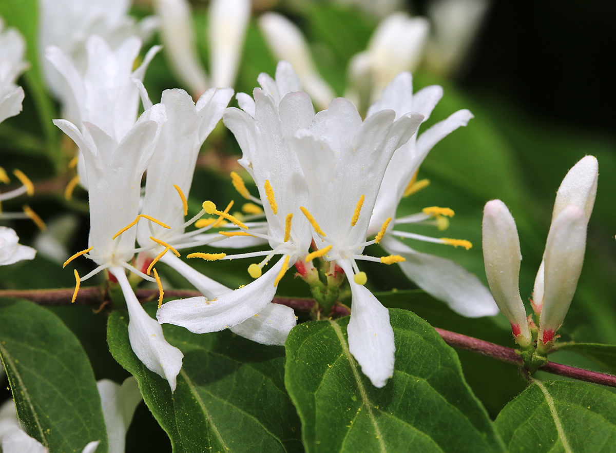 Image of Lonicera maackii specimen.