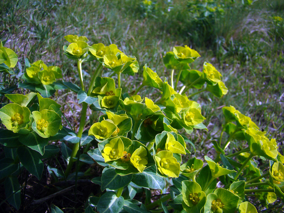 Изображение особи Euphorbia tianschanica.