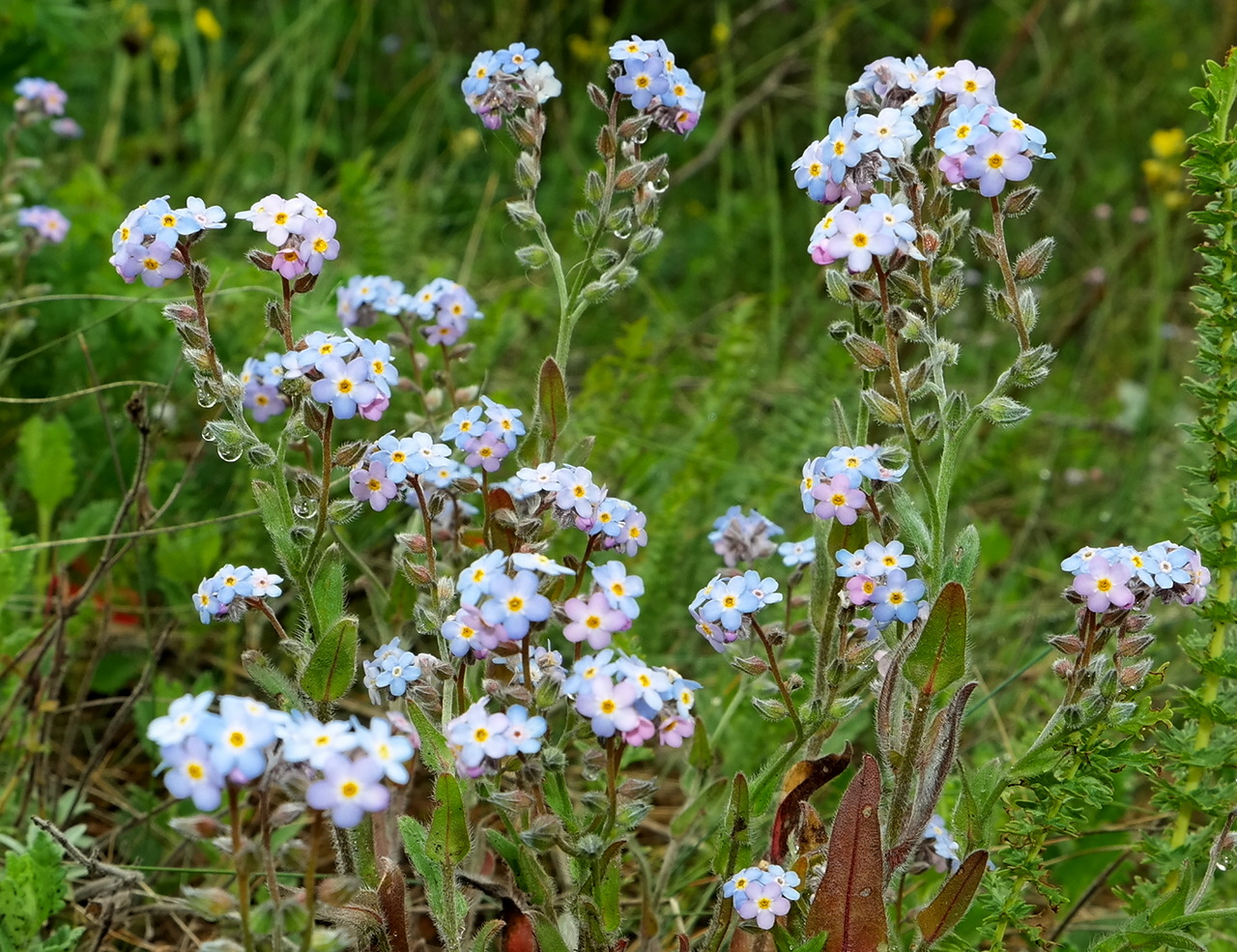 Image of Myosotis lithospermifolia specimen.