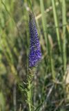 Veronica подвид bashkiriensis