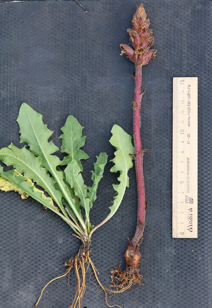 Image of Orobanche owerinii specimen.