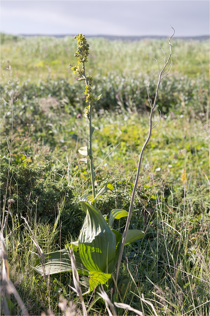 Изображение особи Veratrum lobelianum.