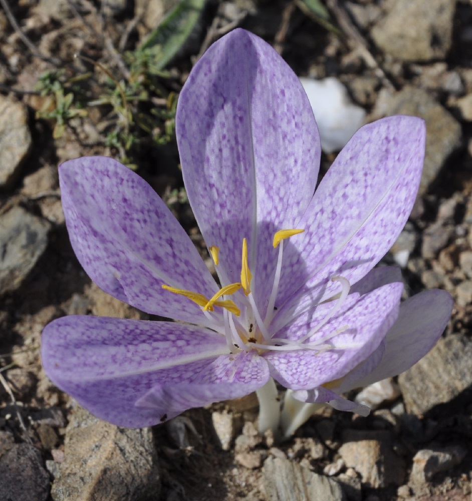 Image of Colchicum bivonae specimen.