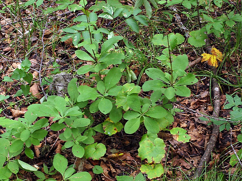 Изображение особи Berberis amurensis.