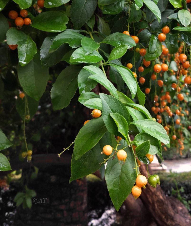 Image of Duranta erecta specimen.