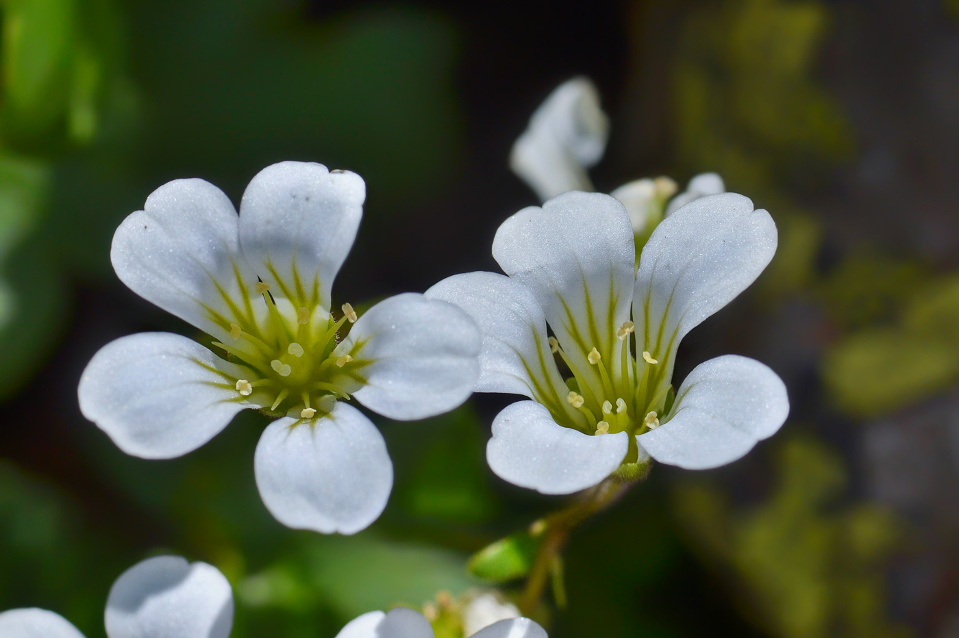 Изображение особи Saxifraga sibirica.