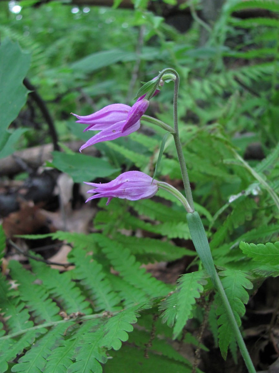 Image of Cephalanthera rubra specimen.